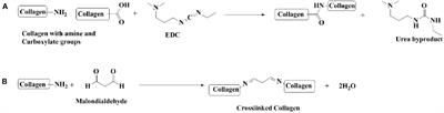 Collagen Nanoparticle-Mediated Brain Silymarin Delivery: An Approach for Treating Cerebral Ischemia and Reperfusion-Induced Brain Injury